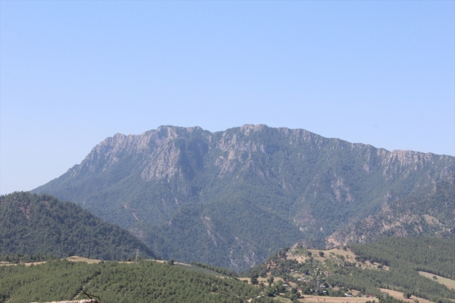 Kahramanmaraş'ta 2 bin 800 yıllık porsuk ağacı korumaya alınıyor