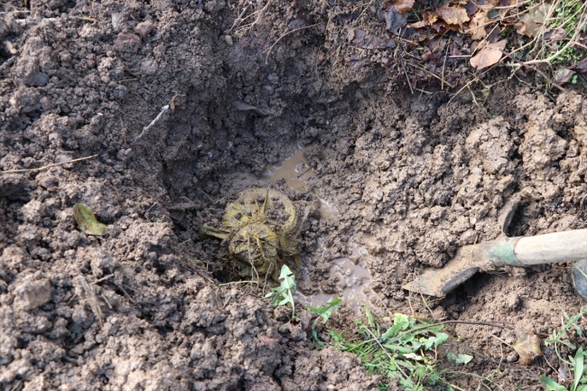 Ürettikleri peynirleri daha lezzetli olması için toprak altında bekletiyorlar