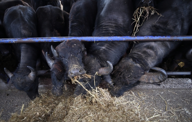 "Anadolu mandası"nı melezleyerek süt verimini ikiye katladılar