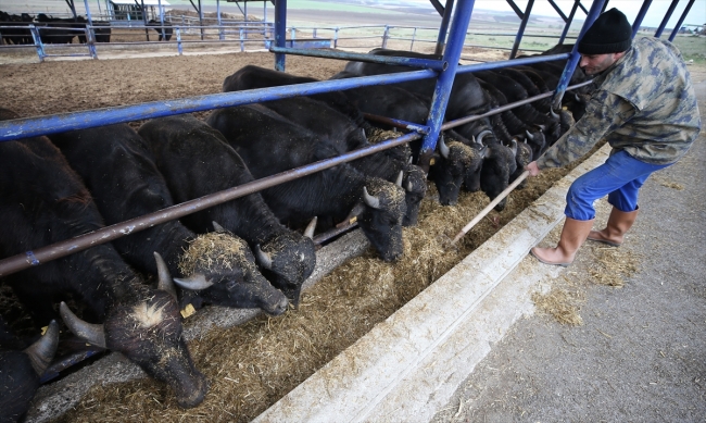"Anadolu mandası"nı melezleyerek süt verimini ikiye katladılar