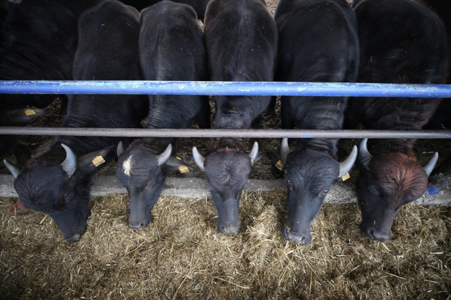 "Anadolu mandası"nı melezleyerek süt verimini ikiye katladılar