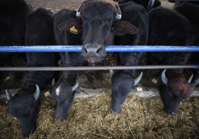 "Anadolu mandası"nı melezleyerek süt verimini ikiye katladılar