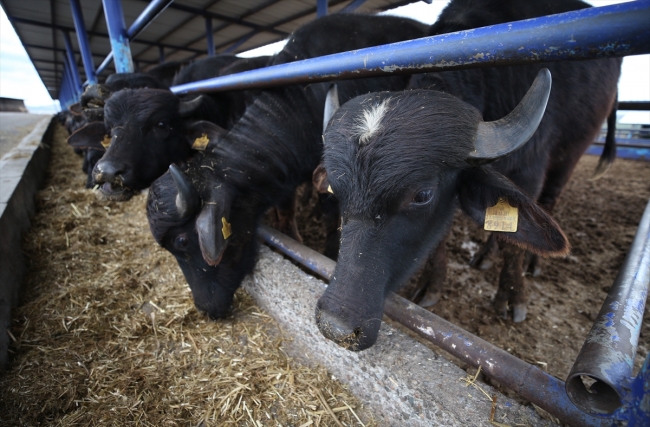 "Anadolu mandası"nı melezleyerek süt verimini ikiye katladılar