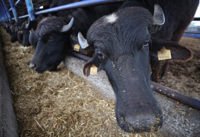 "Anadolu mandası"nı melezleyerek süt verimini ikiye katladılar