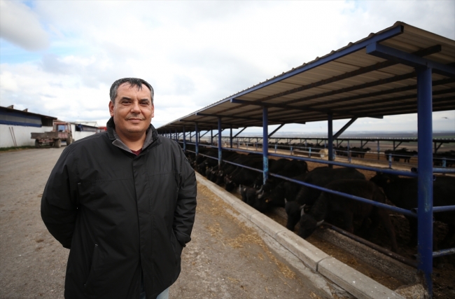 "Anadolu mandası"nı melezleyerek süt verimini ikiye katladılar