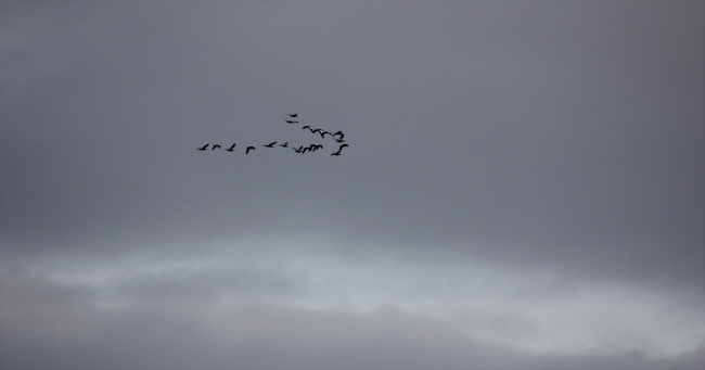 Seyfe Gölü'ndeki kuraklık göç yolundaki kuşları olumsuz etkiledi
