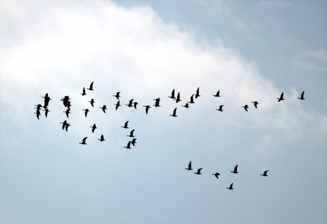 Seyfe Gölü'ndeki kuraklık göç yolundaki kuşları olumsuz etkiledi