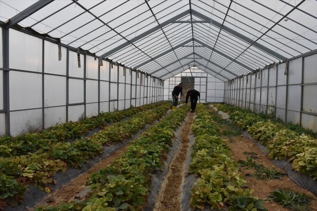 Hükümlülerin yetiştirdiği ürünler yoğun talep görüyor