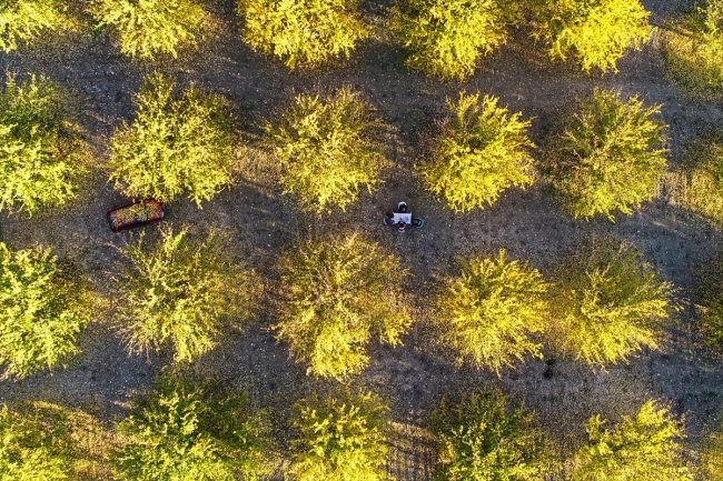 Elazığ'ın kayısı bahçelerinde sonbahar güzelliği