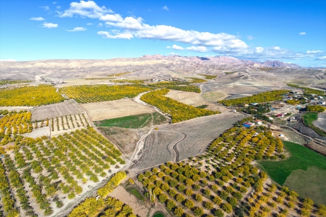 Elazığ'ın kayısı bahçelerinde sonbahar güzelliği