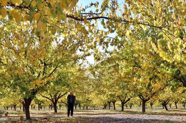 Elazığ'ın kayısı bahçelerinde sonbahar güzelliği