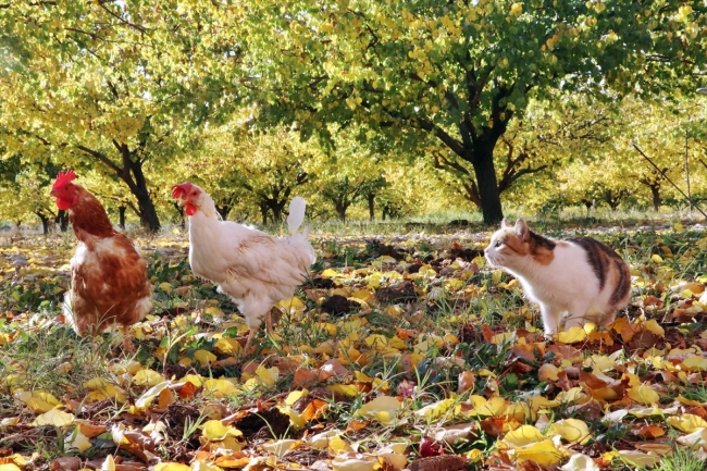 Elazığ'ın kayısı bahçelerinde sonbahar güzelliği
