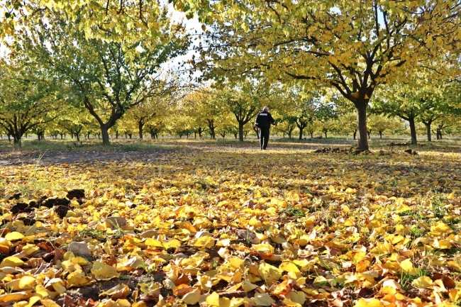 Elazığ'ın kayısı bahçelerinde sonbahar güzelliği