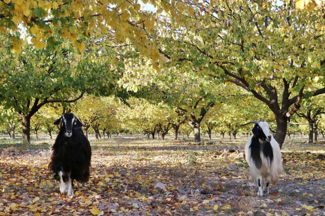 Elazığ'ın kayısı bahçelerinde sonbahar güzelliği
