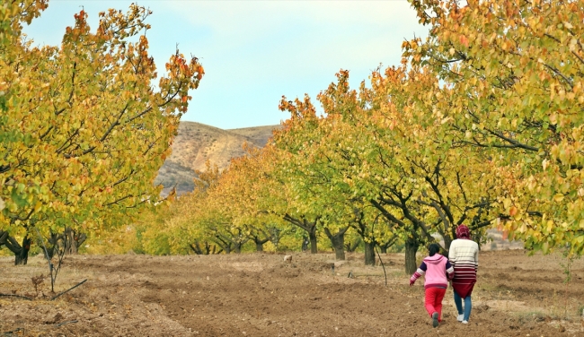 Elazığ'ın kayısı bahçelerinde sonbahar güzelliği