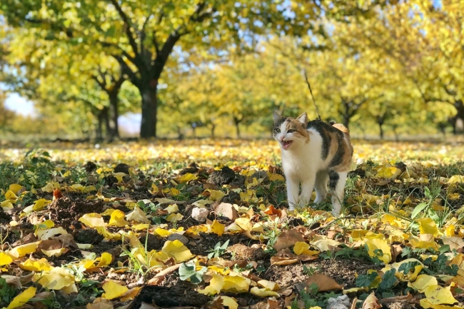 Elazığ'ın kayısı bahçelerinde sonbahar güzelliği