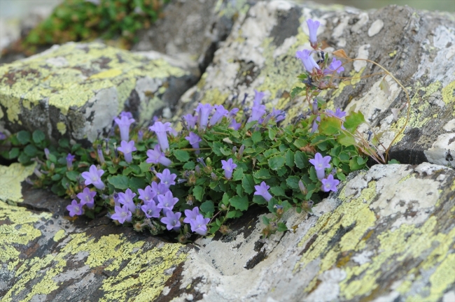 İzmir'de yeni bir bitki türü keşfedildi