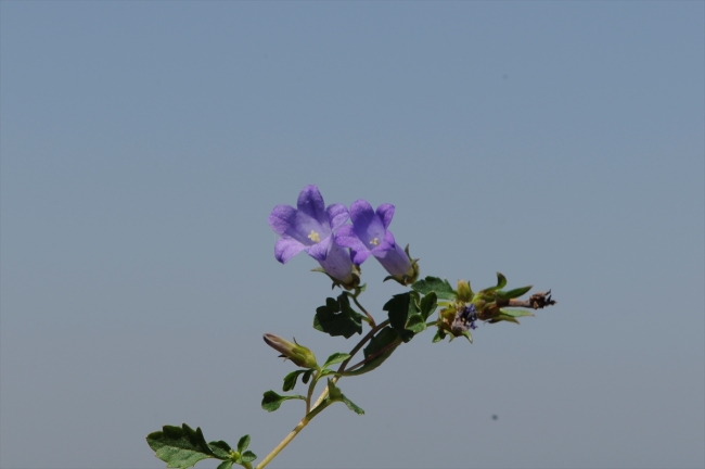 İzmir'de yeni bir bitki türü keşfedildi