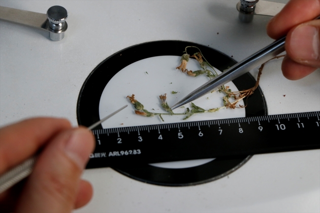 İzmir'de yeni bir bitki türü keşfedildi