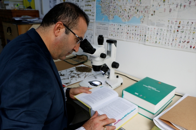 İzmir'de yeni bir bitki türü keşfedildi