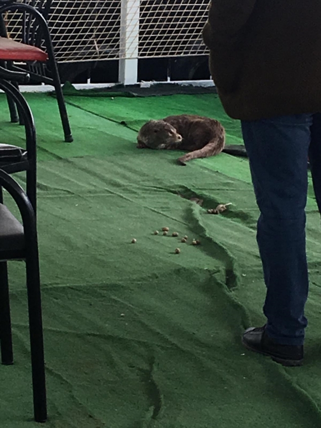 Şanlıurfa'da su samuru bulundu