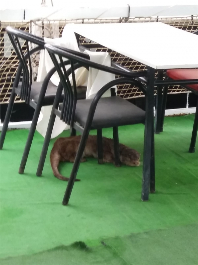 Şanlıurfa'da su samuru bulundu