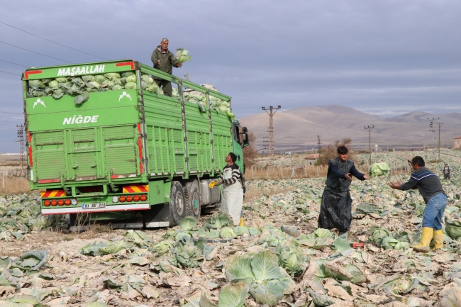 Verimdeki artış lahana üreticisinin yüzünü güldürdü
