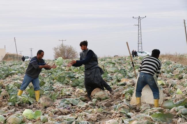 Verimdeki artış lahana üreticisinin yüzünü güldürdü