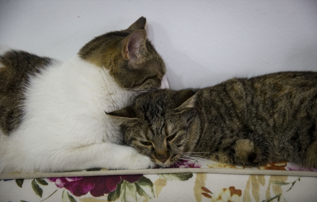 İki bacağı olmayan kedinin rahat yaşaması için çabalıyor