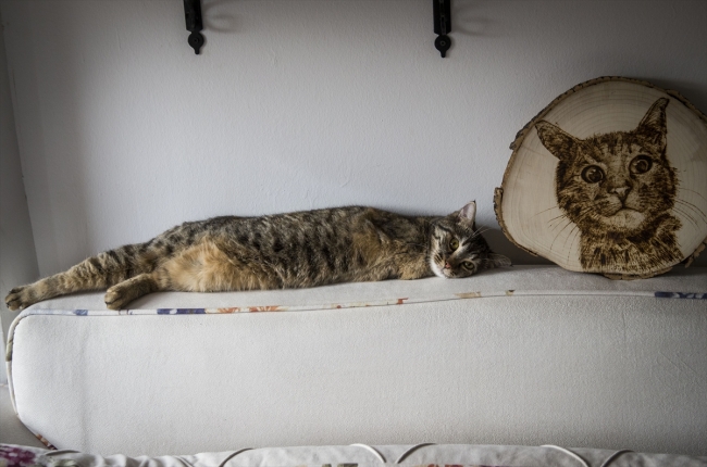 İki bacağı olmayan kedinin rahat yaşaması için çabalıyor