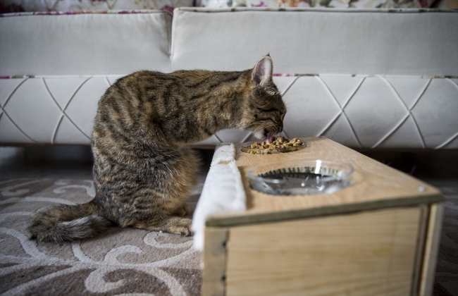İki bacağı olmayan kedinin rahat yaşaması için çabalıyor