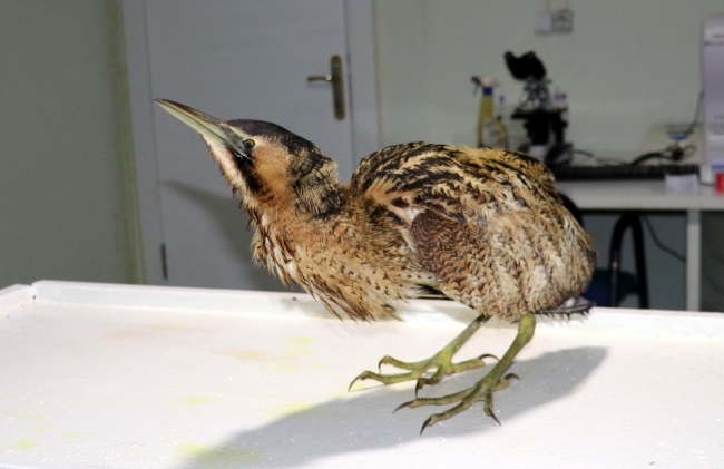 Kanadı kırılan kuşa platin takıldı