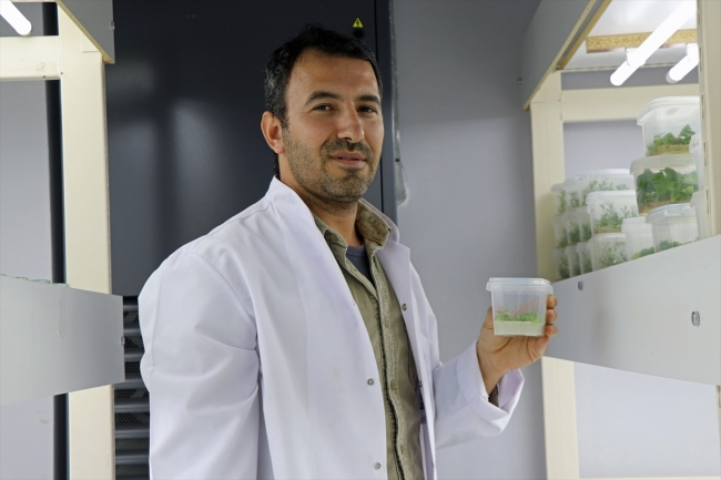 Ekşi karadutlar doku kültürüyle korunuyor