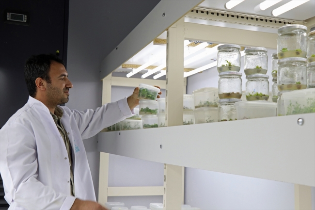 Ekşi karadutlar doku kültürüyle korunuyor