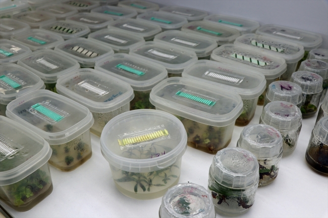 Ekşi karadutlar doku kültürüyle korunuyor