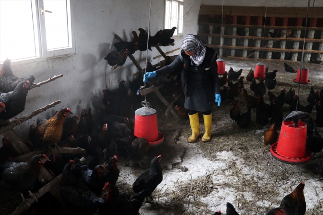Tavuk kümesi İŞKUR desteğiyle çiftliğe dönüştü