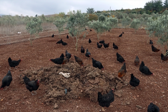 Tavuk kümesi İŞKUR desteğiyle çiftliğe dönüştü