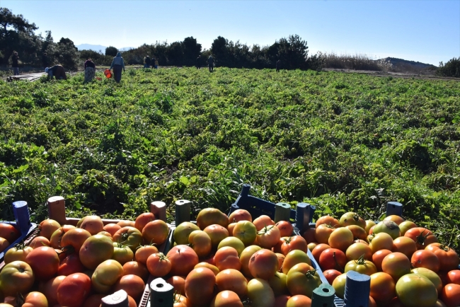 Datça'nın güz domatesi üreticisini sevindirdi