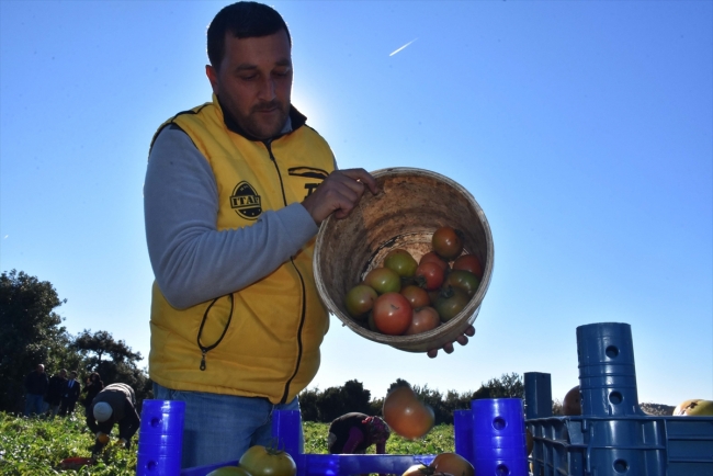 Datça'nın güz domatesi üreticisini sevindirdi
