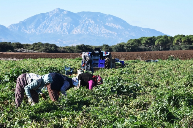 Datça'nın güz domatesi üreticisini sevindirdi
