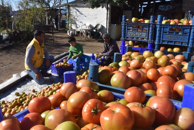 Datça'nın güz domatesi üreticisini sevindirdi