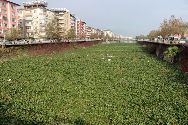 Asi Nehri üzerindeki su sümbülleri temizleniyor
