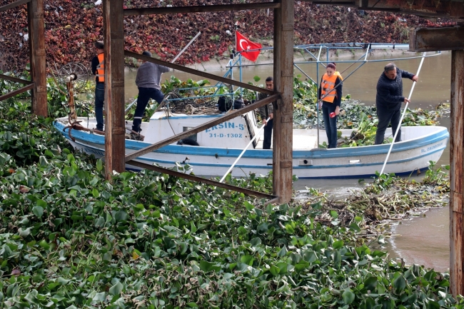 Asi Nehri üzerindeki su sümbülleri temizleniyor