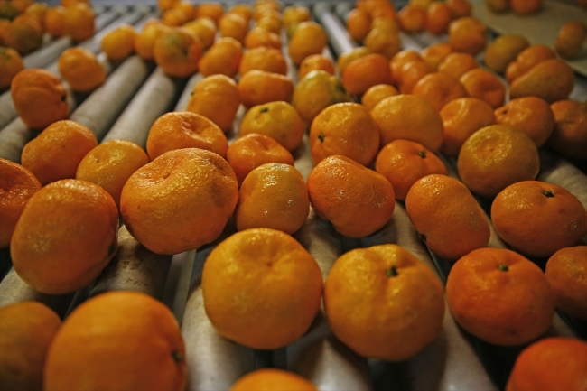 Adana'da narenciye hasadı yüz güldürüyor