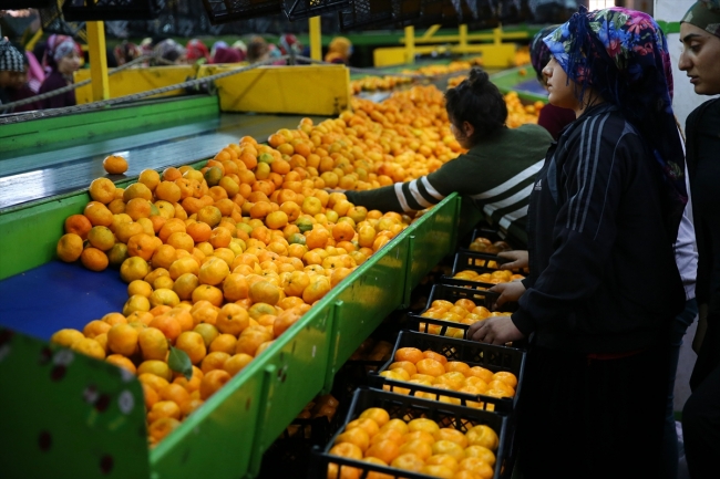 Adana'da narenciye hasadı yüz güldürüyor