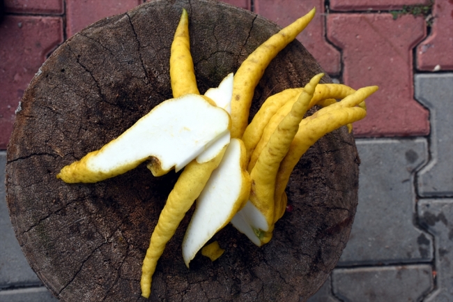 Hobi bahçesinde 10 çeşit tropikal bitki yetiştiriyor