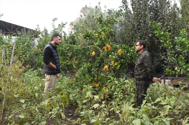 Hobi bahçesinde 10 çeşit tropikal bitki yetiştiriyor