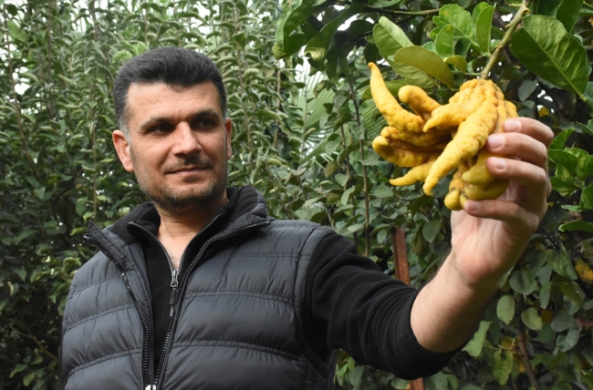 Hobi bahçesinde 10 çeşit tropikal bitki yetiştiriyor