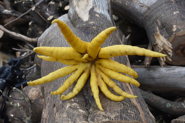 Hobi bahçesinde 10 çeşit tropikal bitki yetiştiriyor