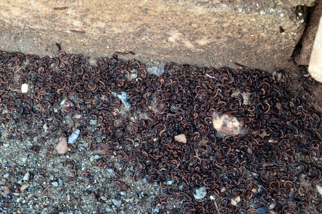 Hatay'da mahalleyi böcekler istila etti